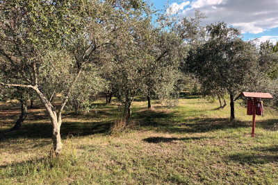 Građevinsko zemljište u Brtonigli