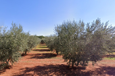 Građevinsko zemljište sa Građevinskom dozvolom